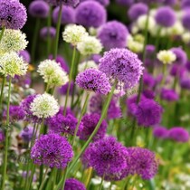 Allium Lila / Weiß - 40 Blumenzwiebeln