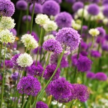 Allium Purple / White - 40 Bulbs