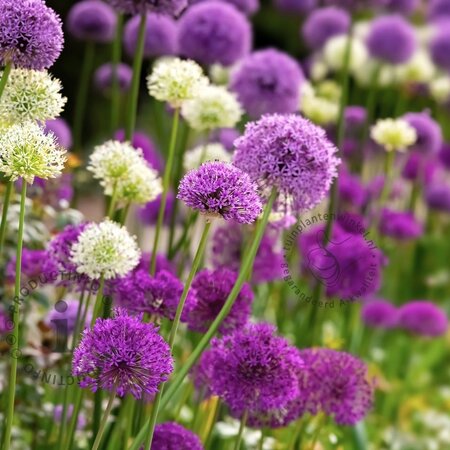 Jub Holland Allium Purple / White - Mixed Flowers - Late bloomers - For a Natural Garden