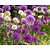 Jub Holland Allium Purple / White - 40 Bulbs