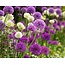 Jub Holland Allium Paars / Wit - Gemengde Bloemen - Laatbloeiers - Voor Een Natuurlijke Tuin