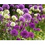 Jub Holland Allium Purple / White - Mixed Flowers - Late bloomers - For a Natural Garden