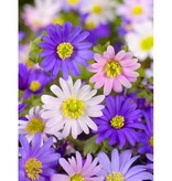 Jub Holland Anemone Blanda Mix - Laagbloeiende Oosterse Anemoon Gemengd