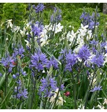 Jub Holland Camassia Leichtlinii Mix - Een Mengeling Van Witte En Paarse Bloemen - 5 Bollen