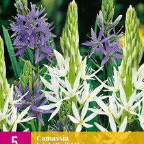 Camassia Leichtlinii Mix - 5 Bulbs