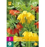 Jub Holland Fritillaria Imperialis Mix - Imperial Crown Mixed - Highly scented flowers