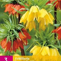 Fritillaria Imperialis Mix - 3 Bulbs