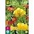 Jub Holland Fritillaria Imperialis Mix - 3 Bulbs