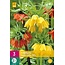 Jub Holland Fritillaria Imperialis Mix - Imperial Crown Mixed - Highly scented flowers