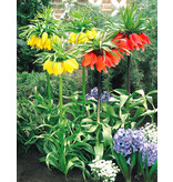 Jub Holland Fritillaria Imperialis Mix - Keizerskroon Gemengd - Sterk Geurende Bloemen