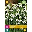 Jub Holland Galanthus Elwesii - Snowdrop - Early-Flowering - 3 Months Long Enjoyment!