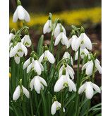 Jub Holland Galanthus Elwesii - Snowdrop - Early-Flowering - 3 Months Long Enjoyment!