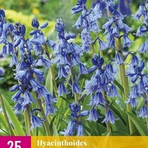 Hyacinthoides Non Scripta - 20 Blumenzwiebeln