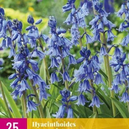 Jub Holland Hyacinthoides Non Scripta - Wild Hyacinth - Softly scented blue flowers