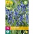 Jub Holland Hyacinthoides Non Scripta - 20 Bollen