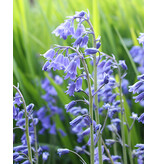 Jub Holland Hyacinthoides Non Scripta - Wild Hyacinth - Softly scented blue flowers