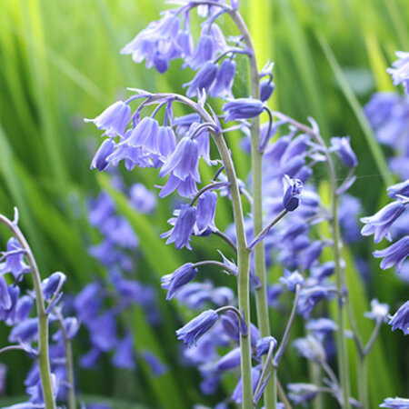 Jub Holland Hyacinthoides Non Scripta - Wilde Hyacint - Zacht Geurende Blauwe Bloemen