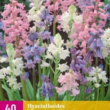 Jub Holland Hyacinthoides Hispanica Mix - Boshyacint - Een Mengsel Van Gekleurde Bloemen