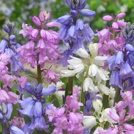 Jub Holland Hyacinthoides Hispanica Mix - Boshyacint - Een Mengsel Van Gekleurde Bloemen