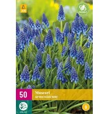 Jub Holland Muscari Armeniacum - Blue Grape - 50 Flowerbulbs - The Famous Variety