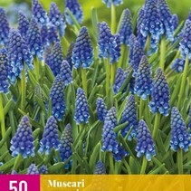 Muscari Armeniacum - 50 Blumenzwiebeln