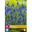 Jub Holland Muscari Armeniacum - Blue Grape - 50 Flowerbulbs - The Famous Variety