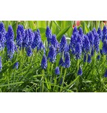 Jub Holland Muscari Armeniacum - Blauw Druifje - 50 Bloembollen - De Bekendste Variant