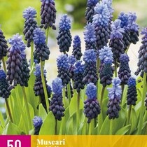 Muscari Latifolium - 50 Bollen