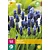 Jub Holland Muscari latifolium - 50 Bulbs