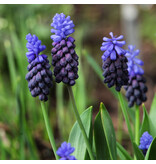 Jub Holland Muscari Latifolium - Large pack - 50 Bulbs - Long-flowering Muscari