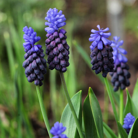 Jub Holland Muscari Latifolium - Grootverpakking - 50 Bollen - Lang Bloeiende Muscari