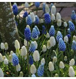 Jub Holland Muscari Magic Mix - Blue Grape - An Exuberant Bloomer - Large Package - 50 Bulbs