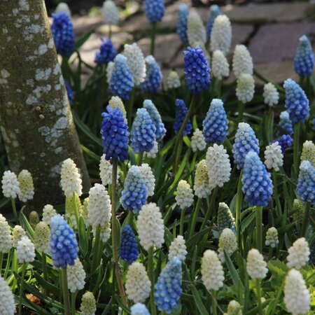 Jub Holland Muscari Magic Mix - Blauw Druifje - Een Uitbundige Bloeier - Grootverpakking - 50 Bollen