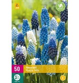 Jub Holland Muscari Magic Mix - Blauw Druifje - Een Uitbundige Bloeier - Grootverpakking - 50 Bollen