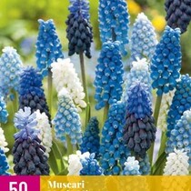 Muscari Magic Mix - 50 Blumenzwiebeln