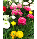 Ranunculus Mix - Large pack - 40 bulbs - Real eye-catcher in the border