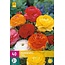 Jub Holland Ranunculus Mix - Grootverpakking - 40 Bollen - Echte Blikvanger In De Border