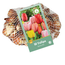Tulip - Tulipa Darwin Hybrid Mix - 35 Bulbs