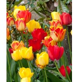 Jub Holland Tulp Darwin Hybrid Mix - Grootverpakking - Top Collectie Tulpen - Zachte Kleuren