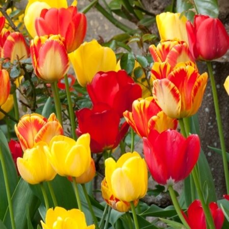 Jub Holland Tulp Darwin Hybrid Mix - Grootverpakking - Top Collectie Tulpen - Zachte Kleuren