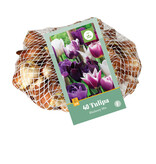 Jub Holland Tulp Blueberry Mix, Schitterende Kleurencombinatie Voor In De Tuin