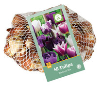 Tulpe - Tulipa Blueberry Mix - 40 Blumenzwiebeln