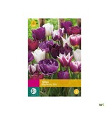 Jub Holland Tulp Blueberry Mix, Schitterende Kleurencombinatie Voor In De Tuin