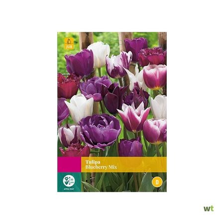 Jub Holland Tulp Blueberry Mix, Schitterende Kleurencombinatie Voor In De Tuin