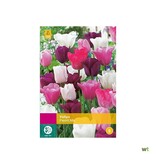 Jub Holland Tulip Pastel Mix - Mixed Tulip Bulbs in Pastel Colours - 35 Bulbs