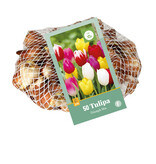 Jub Holland Tulip Triumph Mix - Large Quantity Triumph Tulips In Many Colours - 40 Bulbs