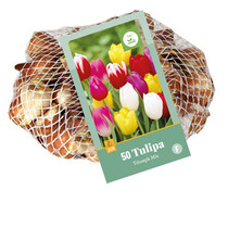 Tulp - Tulipa Triumph Mix - 35 Bollen
