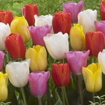 Tulip - Tulipa Triumph Mix - 40 Bulbs