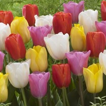 Tulp - Tulipa Triumph Mix - 35 Bollen
