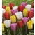 Jub Holland Tulpe - Tulipa Triumph Mix - 40 Blumenzwiebeln